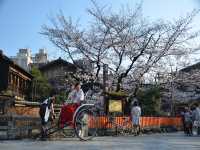 私が宣言します：京都は魅惑的な桜🌸の天国です！