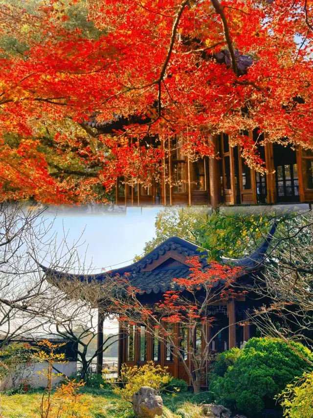 Guozhuang in autumn, a painting within a painting, a scene within a scene, a guide to the red leaf season in Hangzhou