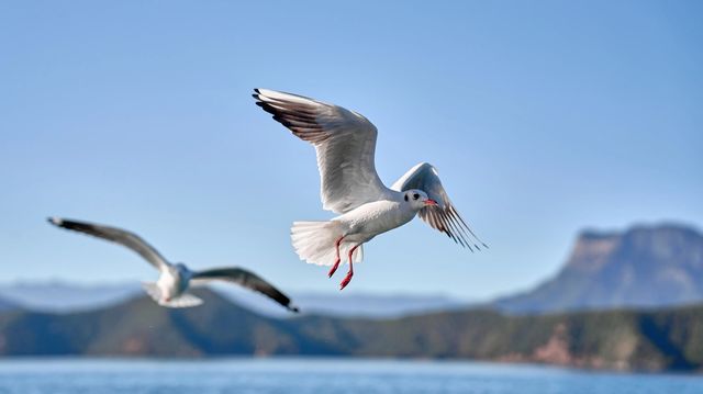 海鷗紛飛，瀘沽湖冬季一定要來