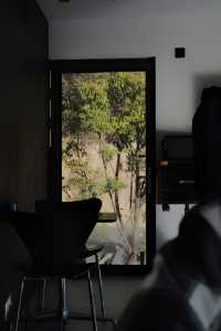 皖南的落羽紅杉林終於紅了 這次入住逆光民宿
