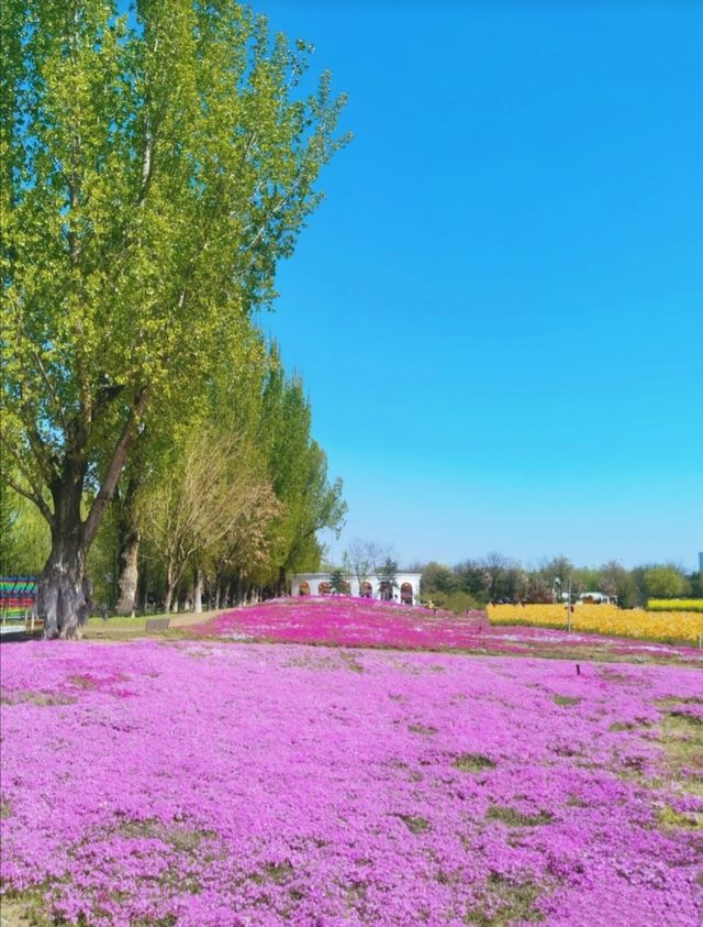 打卡京城普羅旺斯—紫谷伊甸園