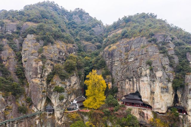 完美,懸空寺遇上700年銀杏王 完美,懸空寺遇上700年銀杏王