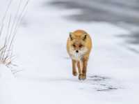 🦌【北海道の野生動物大暴露】👀🐾