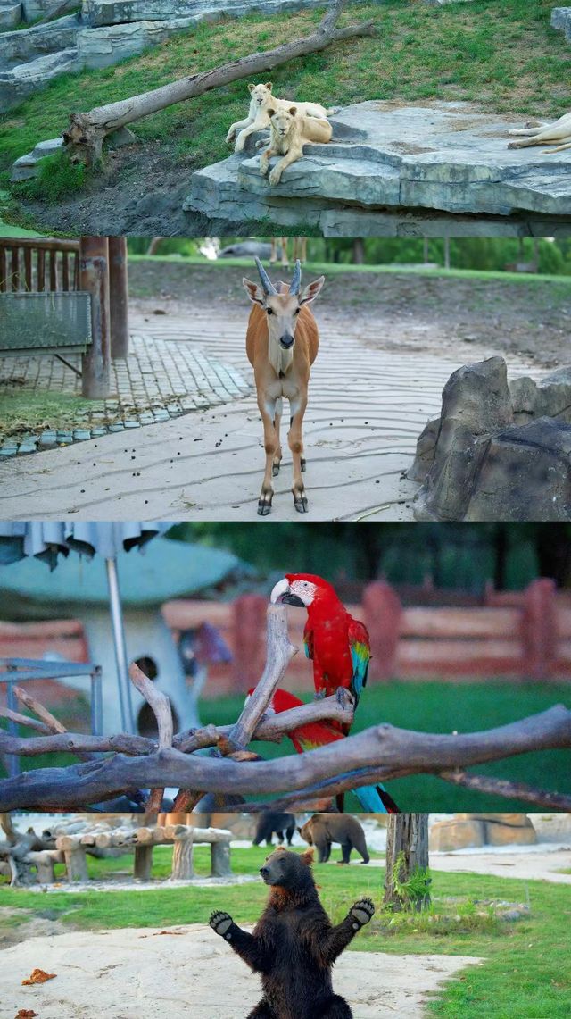 江蘇浙江上海動物園天花板--南通森林野生動物園