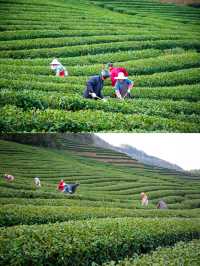 千島湖抹茶莊園｜在綠茶園中體驗日式生活
