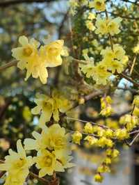 上海醉白池公園｜一百四十年的蠟梅花開了