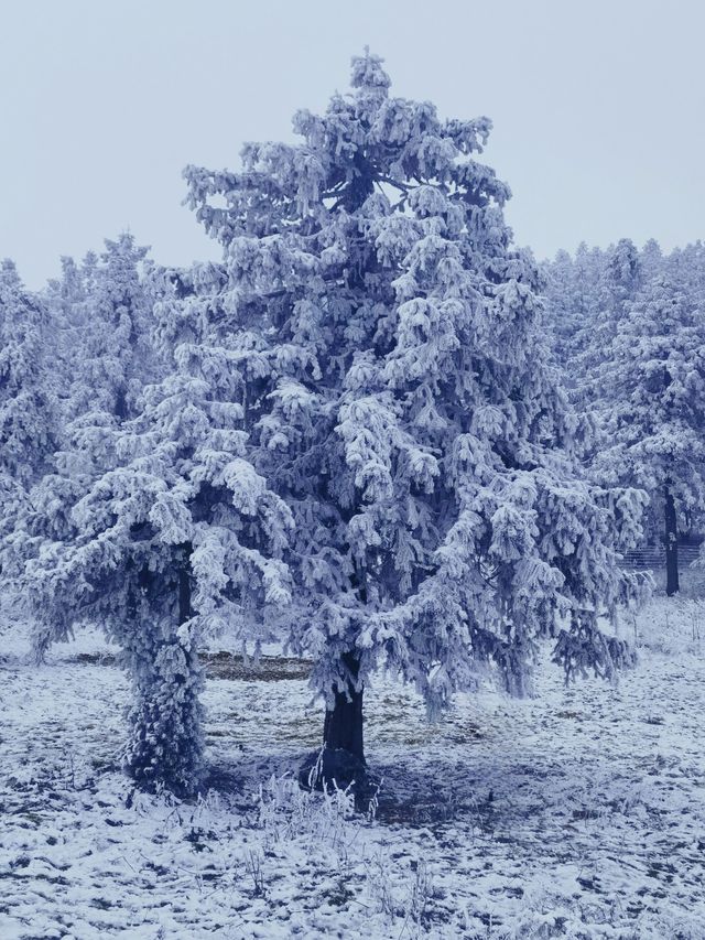 南方人也有自己的冰雪王國了