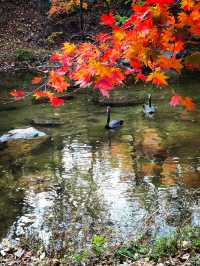 關門山國家森林公園裡面很長，到門口一定先坐車到鳴翠谷，二十元單程票，到裡面後過橋後一定先往左往上也就