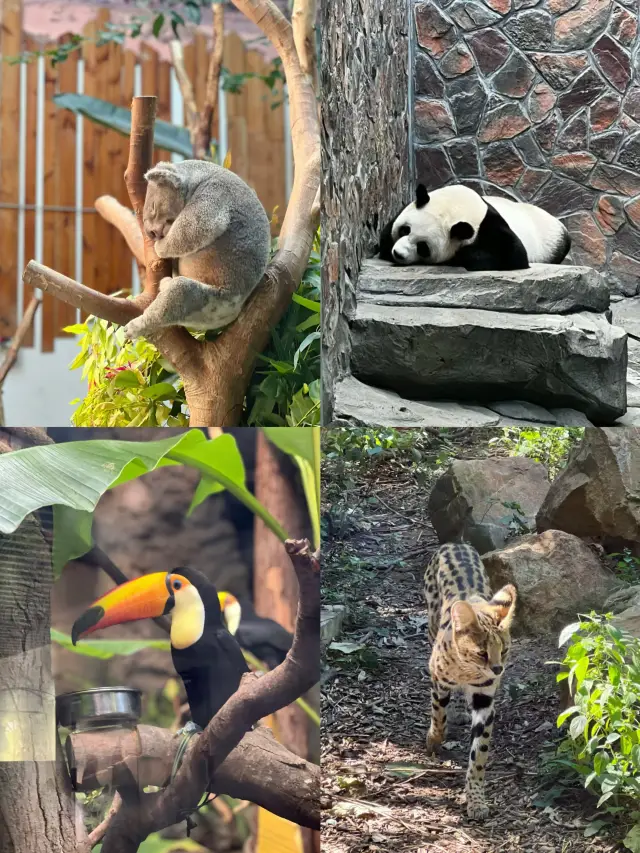 Who knows, family? There are so many animals in the Hongshan Zoo!