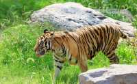 武漢動物園去了哇塞⊙ω⊙