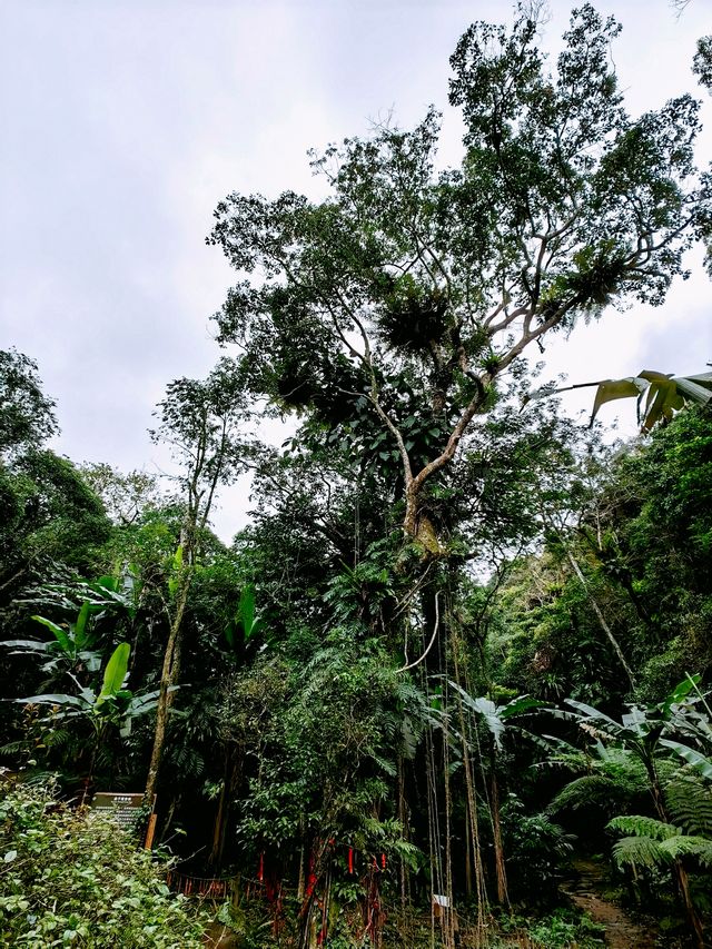 海南琼中，千奇百態的熱帶雨林景觀