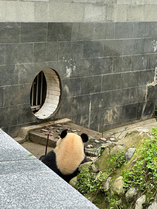 雅安碧峰峽值得一去（附上攻略）