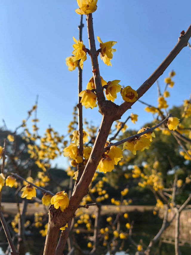 暗香湧動，迎接新春——新年一起賞花啦！