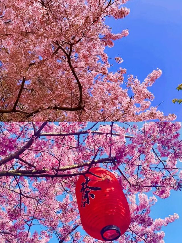 不去日本，福建也有藏著漫畫裡的櫻花園