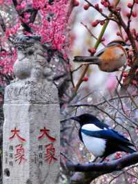 南京明孝陵梅花山！已到最佳觀賞期啦！