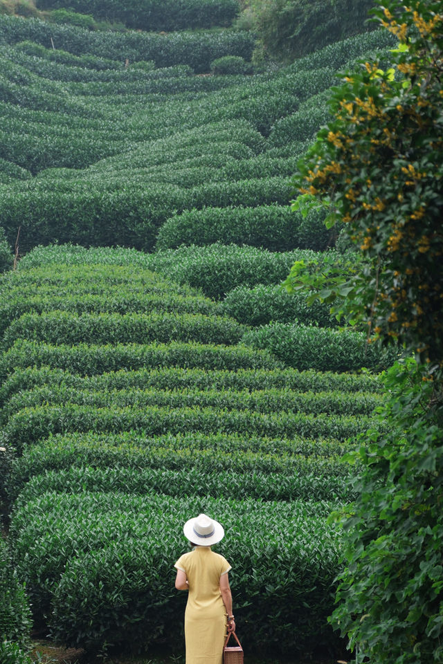 比起龍井村，我更愛來梅家坞吃茶嚐農家菜