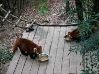 Must see Panda Village in Chengdu