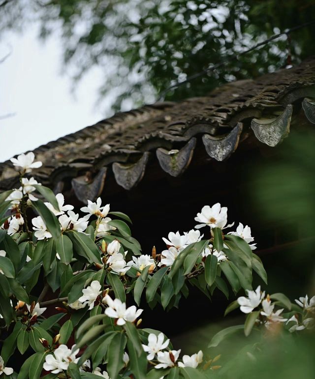 南京|這幾天的瞻園，滿園春色根本關不住