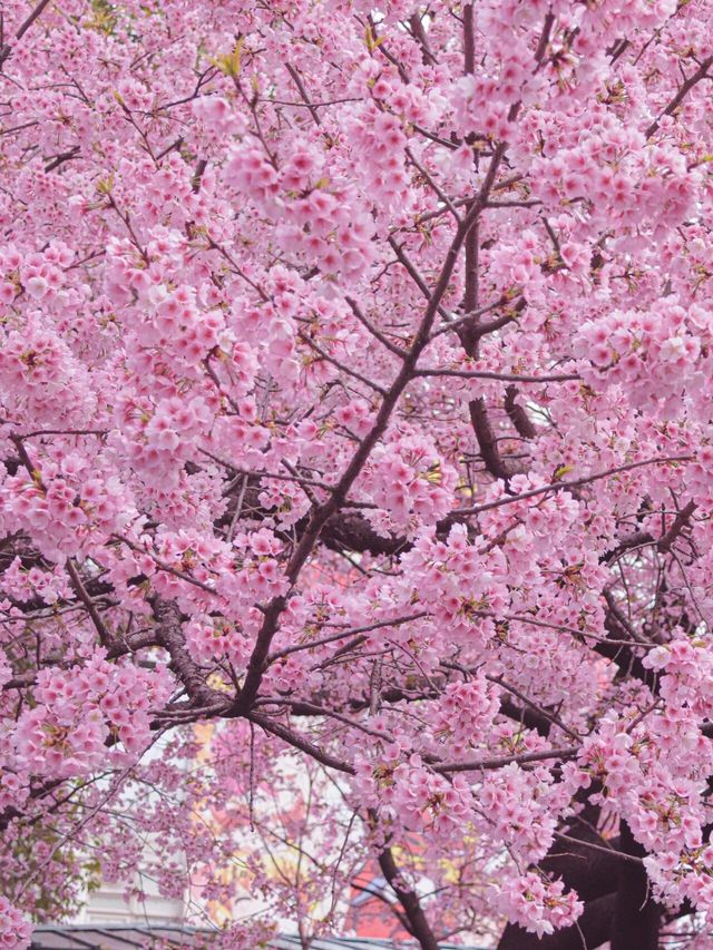 3月22日～31日｜上野公園賞櫻活動來啦