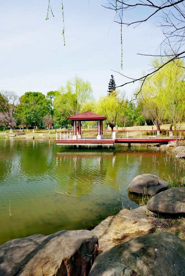 春天造訪金雞湖大酒店
