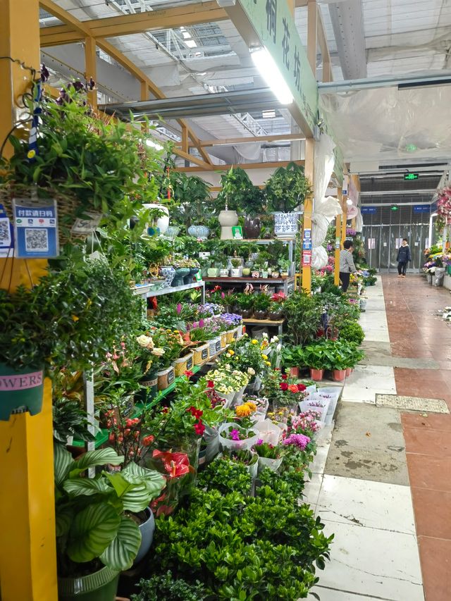 值得一逛的濟南花卉水族市場