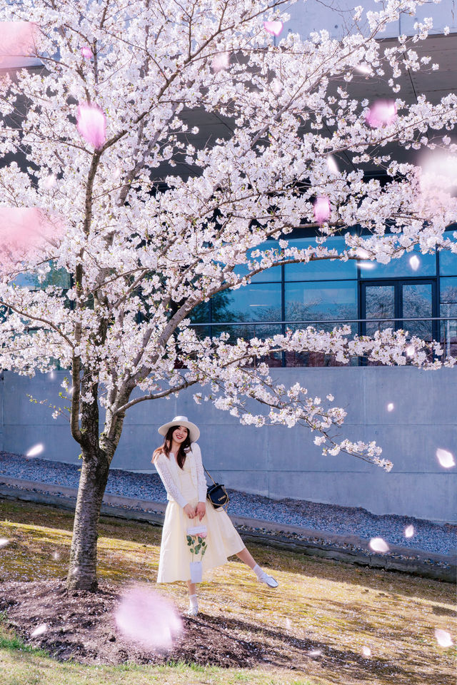 這個週末,包下一整片染井吉野櫻花林的快樂 這個週末,包下一整片染井吉野櫻花林的快樂