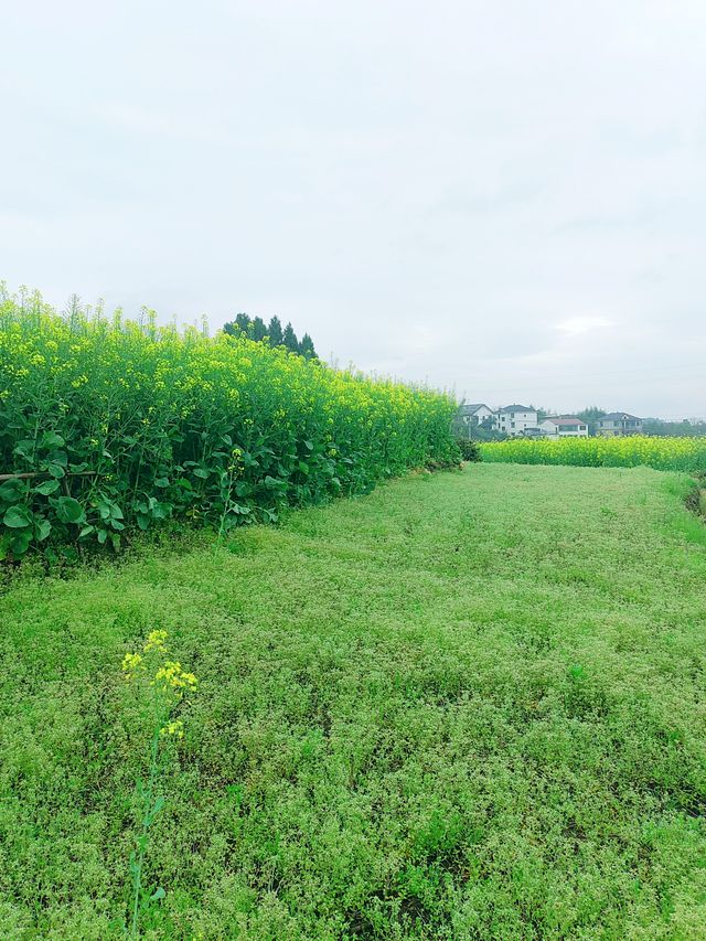 千島湖畔鰲山村，油菜花海金浪湧動