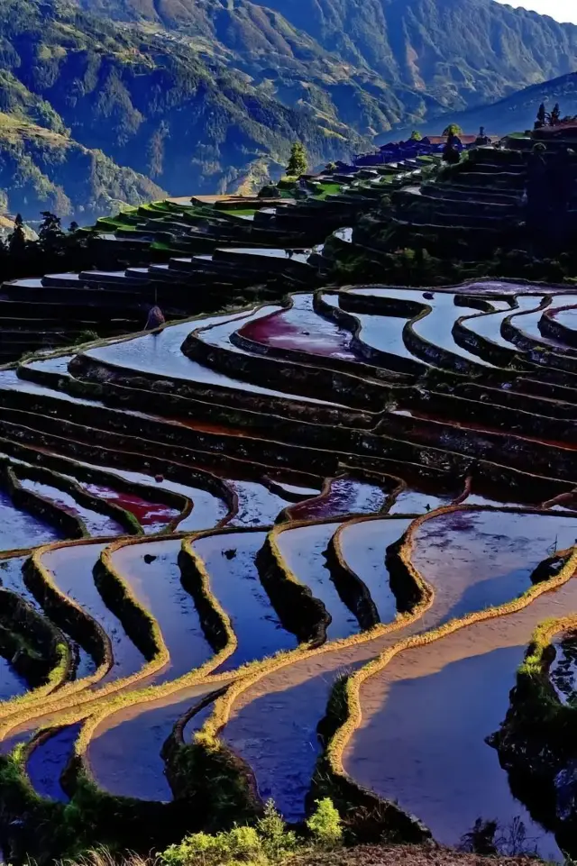 Autumn Terrace Travel Destination【Lishui·Yunhe Terraces】The most comprehensive travel guide