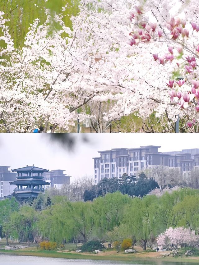 淄博 | 清明去看齐盛湖的樱花與“海”