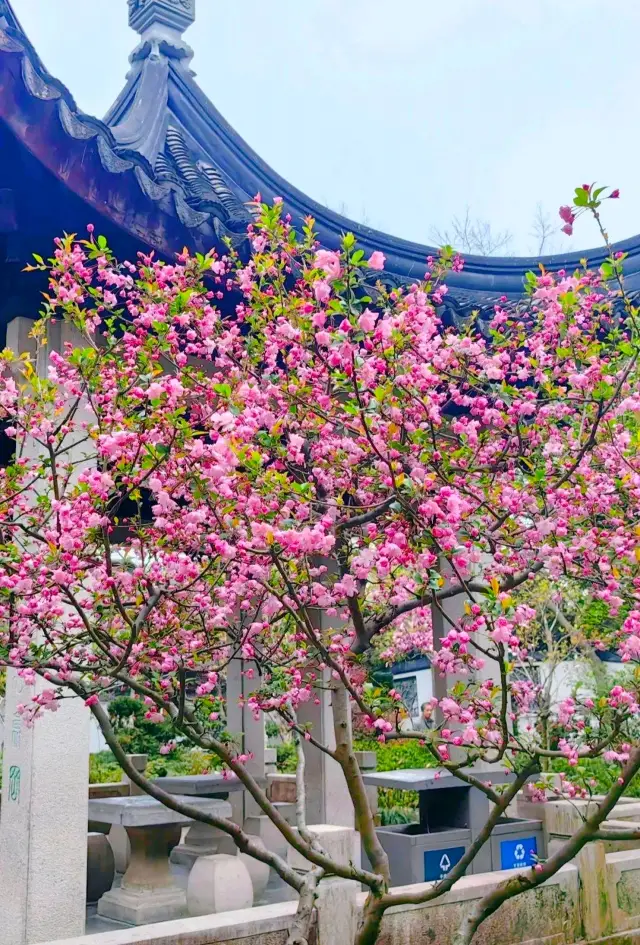 花が満開のちょうどその時！曲水園で海棠の花の盛宴に参加しましょう