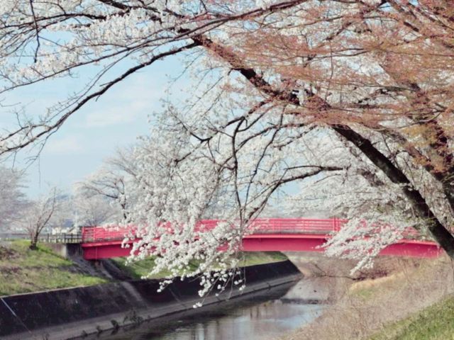 Spring Miracle
