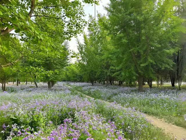 평양에 봄꽃 구경 오세요～