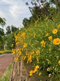 快來竹溪河公園踏青賞花拍照，這裡的花海美極了