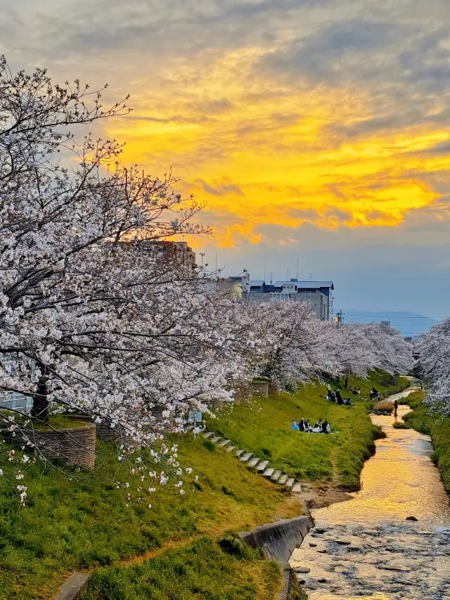 奈良｜陽光晚霞之下的佐保川櫻花