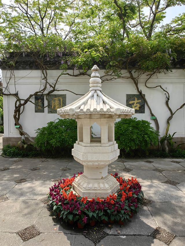 淺緣紫藤花——遊古藤園