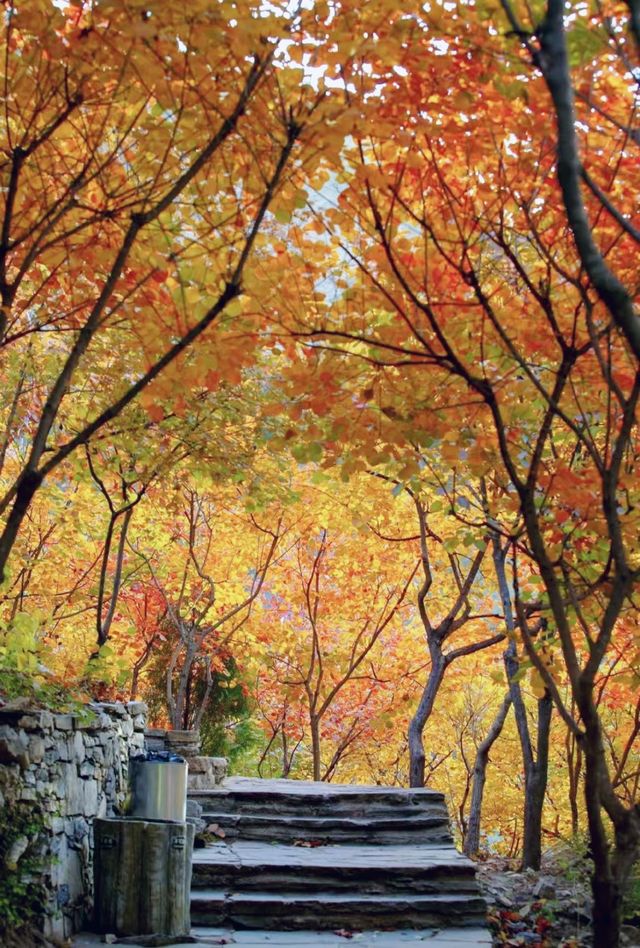 秋日秘境，遇見雙色樹林奇景！