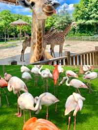 上海動物園親子遊必打卡