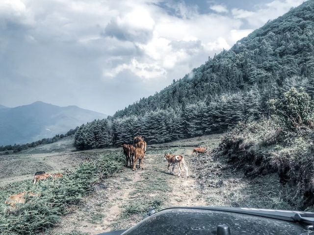 一定要去的騰沖高黎貢山