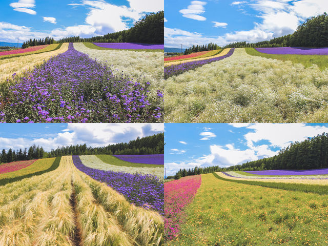 這個盛夏來北海道賞花：富良野薰衣草全攻略