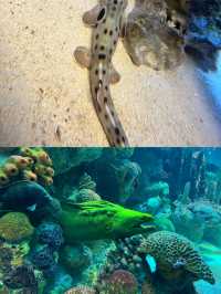 波士頓新英格蘭水族館體驗