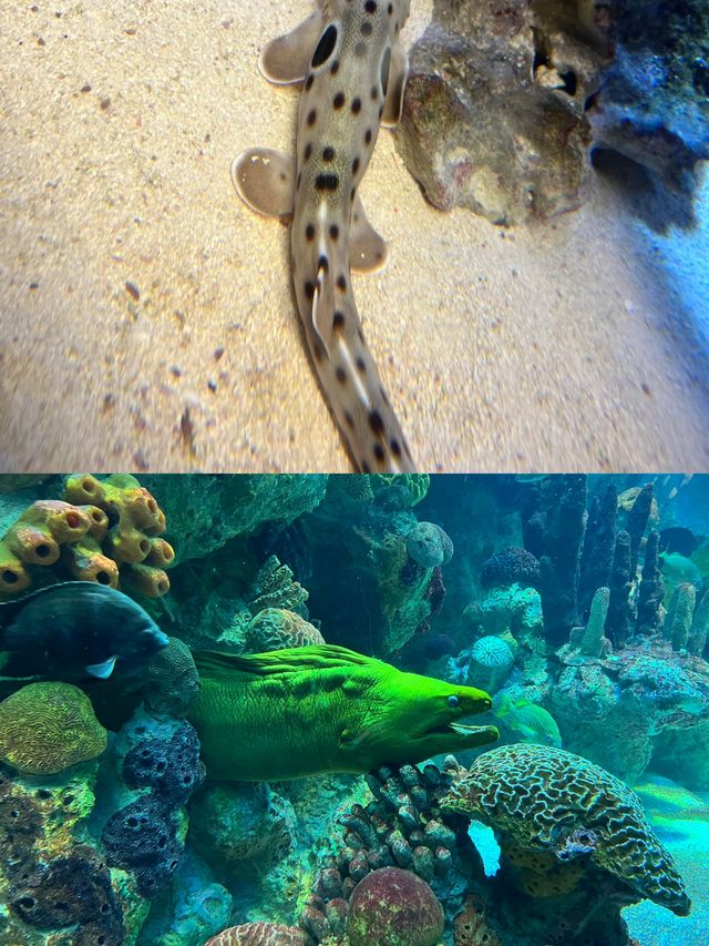 波士頓新英格蘭水族館體驗