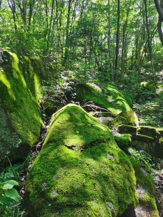 The primitive forest of Baotianman is worth visiting!
