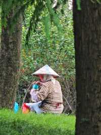 夏日醉美向日葵~蘇州灣體育公園