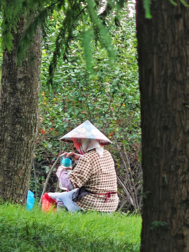 夏日醉美向日葵~蘇州灣體育公園
