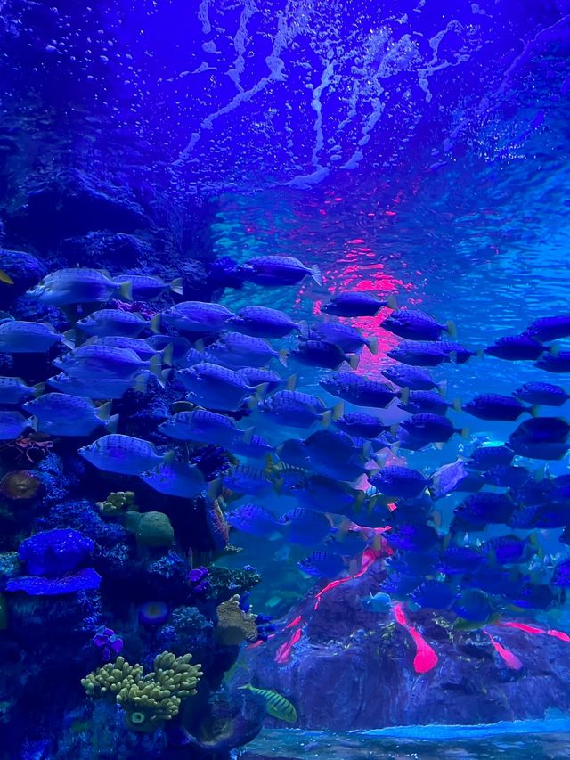 真的在東莞沒想到我也能擁有海洋館