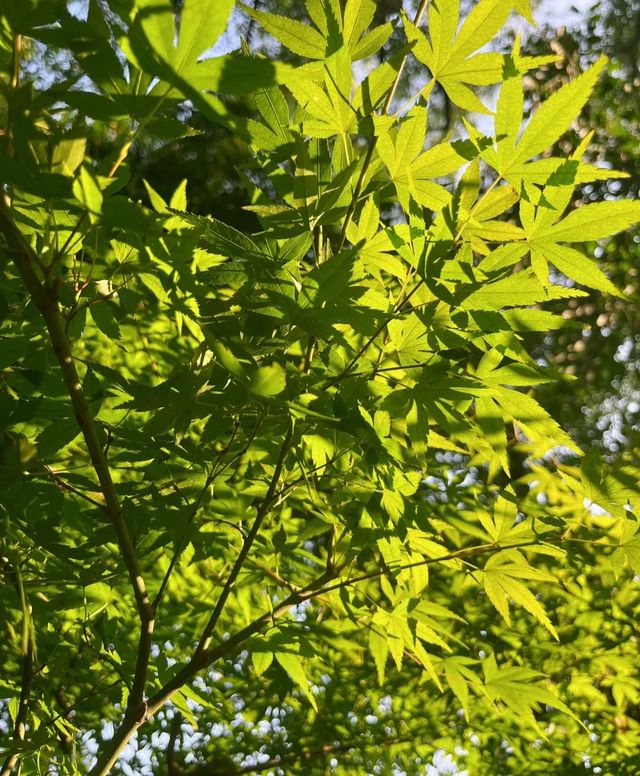 忠山公園 || 瀘州