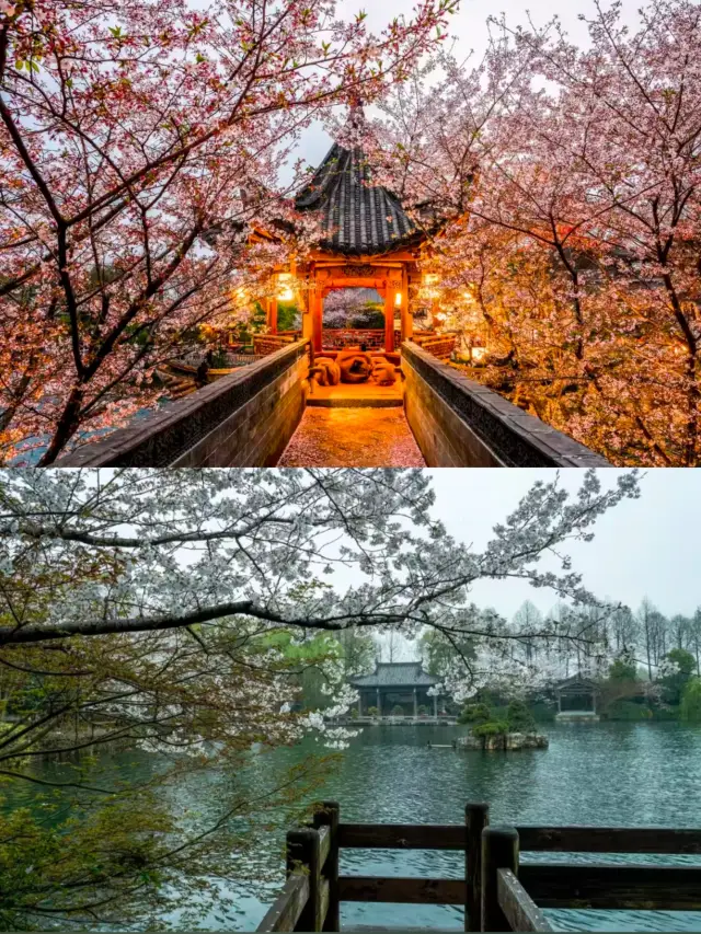 Spring Limited! A Hidden Cherry Blossom Viewing Spot in Hangzhou, Tucked Away in This Ancient-Style Hotel