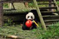 Zheng Zheng, a Beauty Ever Since Childhood