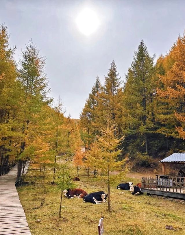 下個月內蒙古的景色如下。