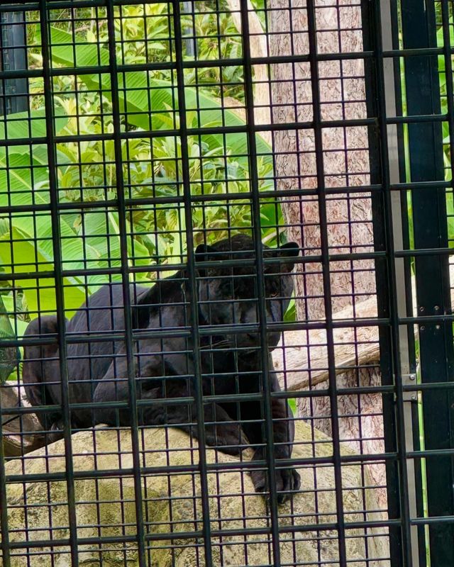 《邂逅巴黎動物園，開啟奇妙自然之旅》。